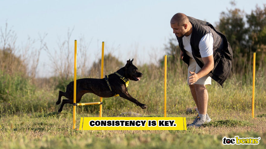 A Dog Training Session Image by Toe Beans