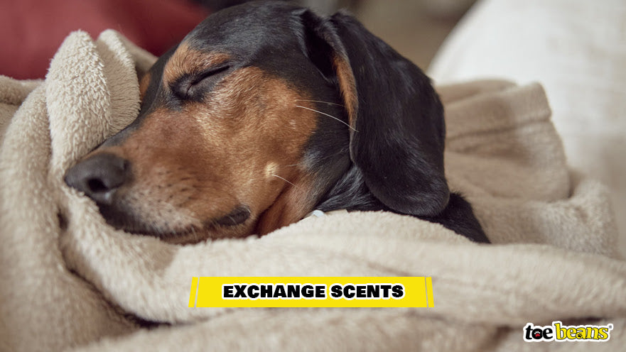 A Dog Using a Blanket Image by Toe Beans