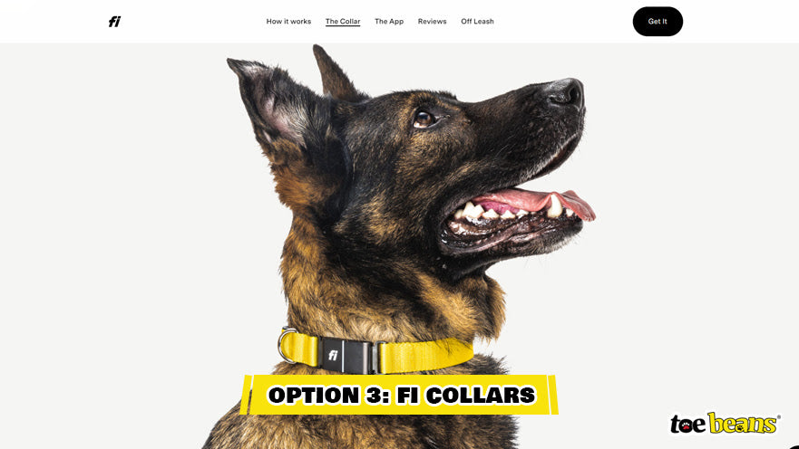 A Dog Wearing a Fi Collar Image by Toe Beans
