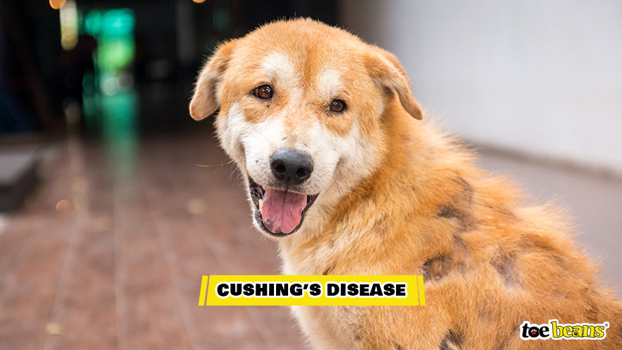 A Dog With Cushing's Disease Image by Toe Beans