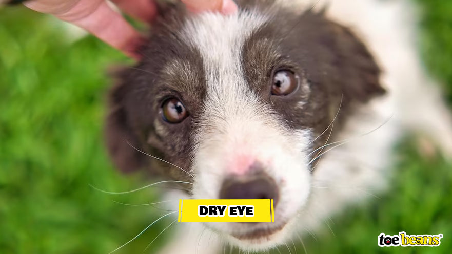 A Dog With Dry Eye Image by Toe Beans