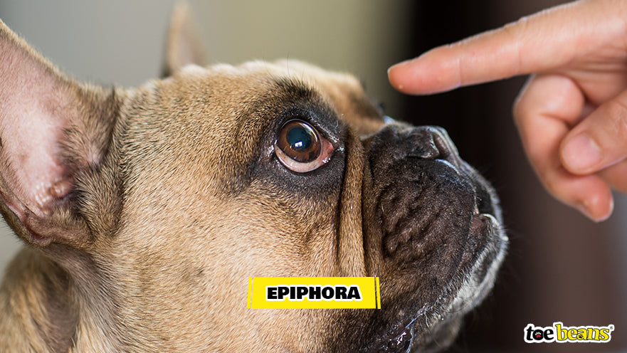 A Dog With Epiphora Image by Toe Beans