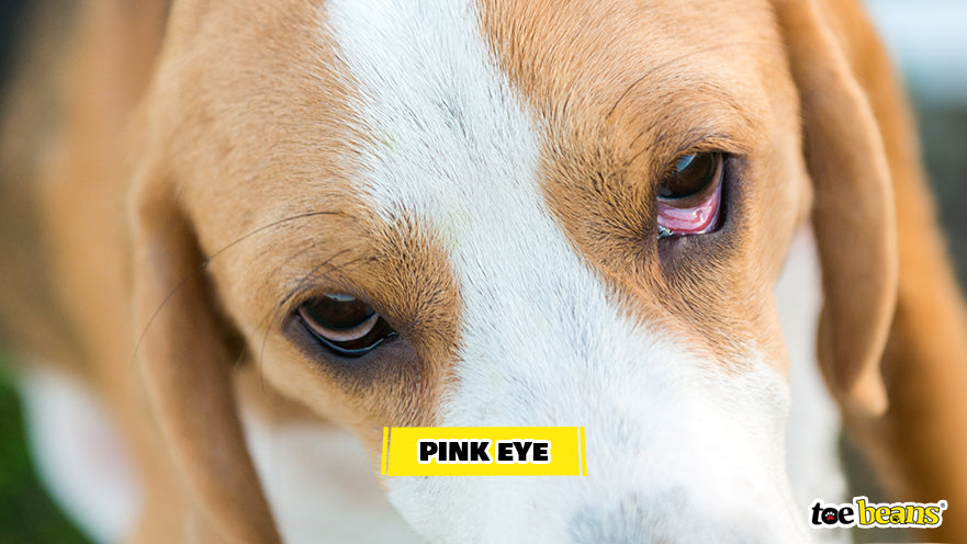 A Dog With Pink Eye Image by Toe Beans