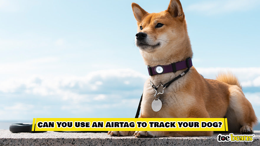 A Dog With an AirTag Image by Toe Beans
