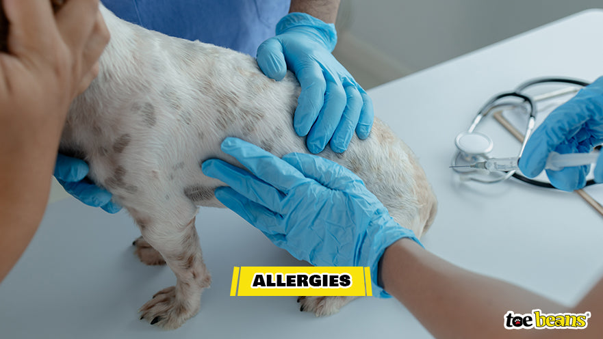 A Dog With an Allergy Image by Toe Beans