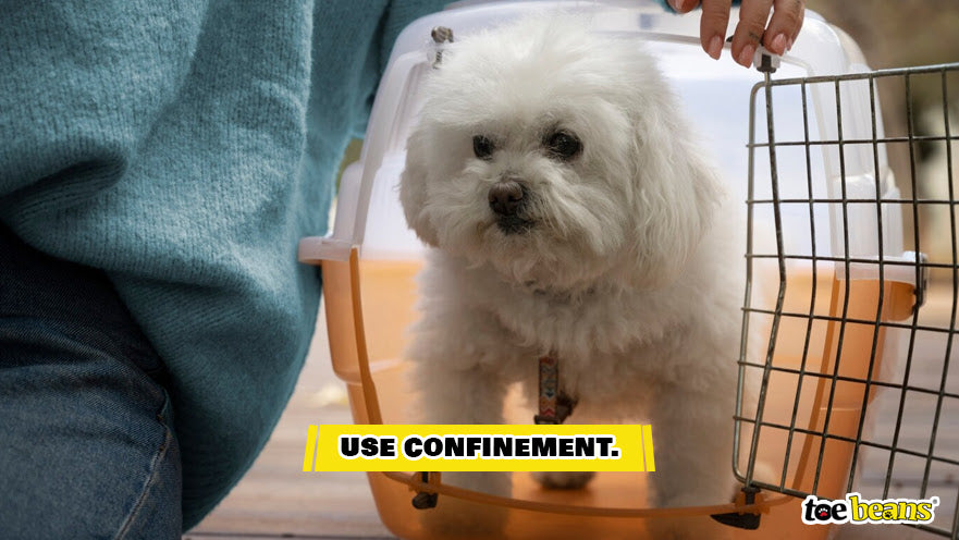 A Dog in a Carrier Image by Toe Beans