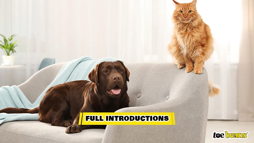 A Full Cat and Dog Introduction Image by Toe Beans