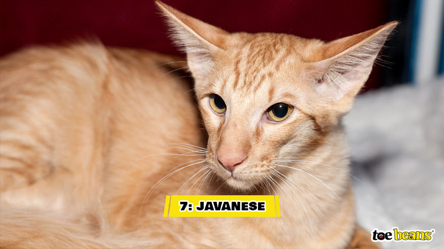 A Javanese Cat