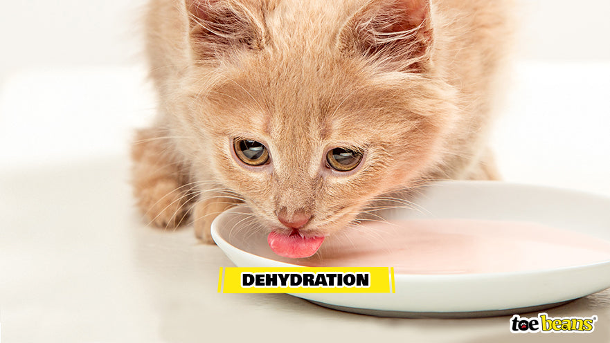 A Kitten Drinking Water Image by Toe Beans