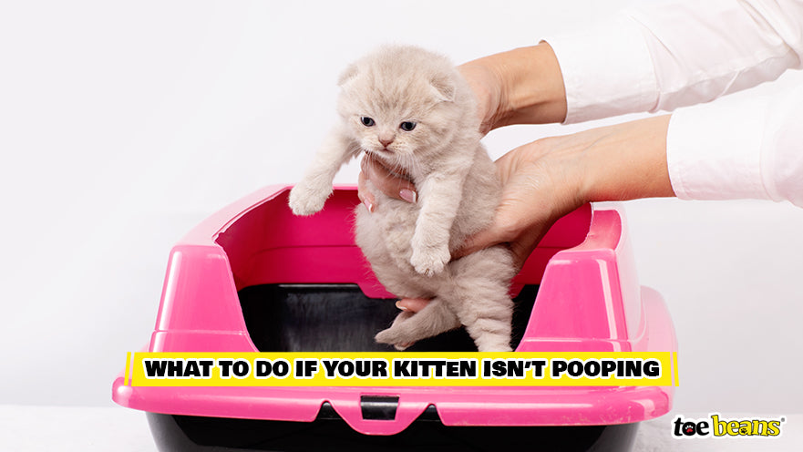 A Kitten in a Litter Box Image by Toe Beans