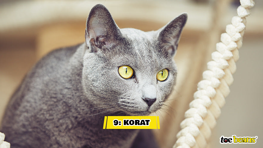 A Korat Cat Image by Toe Beans