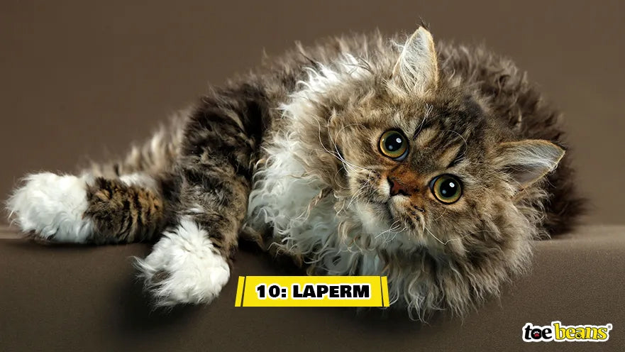 A LaPerm Cat Image by Toe Beans