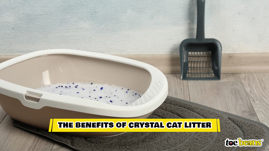 A Litter Box With Crystal Cat Litter Image by Toe Beans
