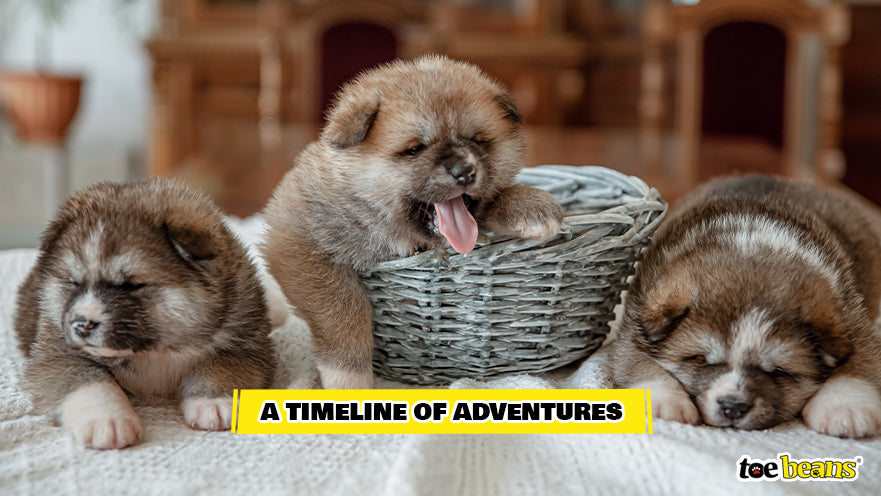 A Litter of Puppies Image by Toe Beans