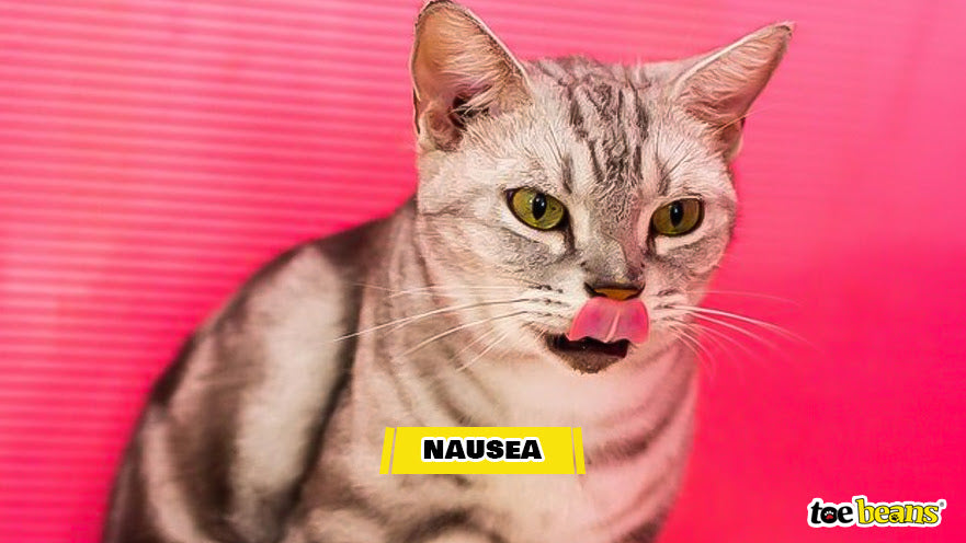 A Nauseous Cat Image by Toe Beans