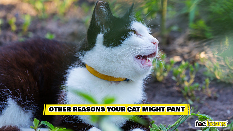 A Panting Cat Image by Toe Beans