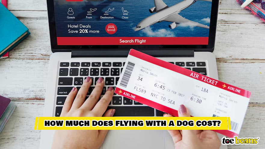 A Person Holding An Airline Ticket Image by Toe Beans