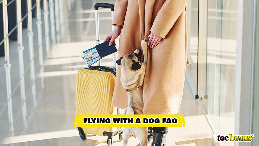 A Person Traveling With Their Dog Image by Toe Beans