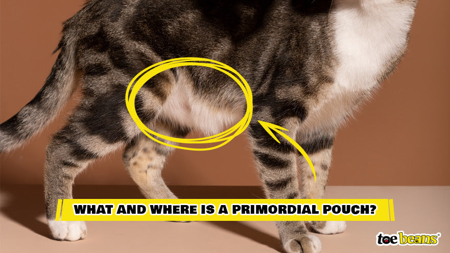 A Primordial Pouch Image by Toe Beans