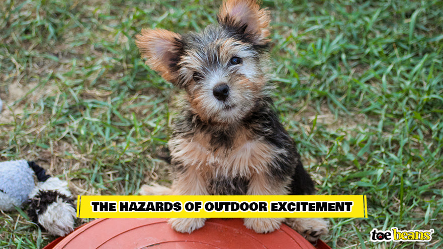A Puppy Outdoors Image by Toe Beans
