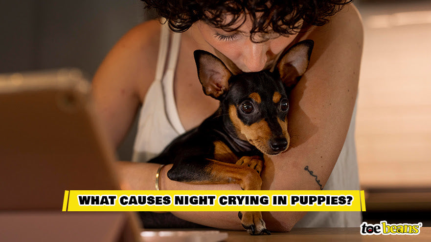 A Puppy Seeking Comfort Image by Toe Beans