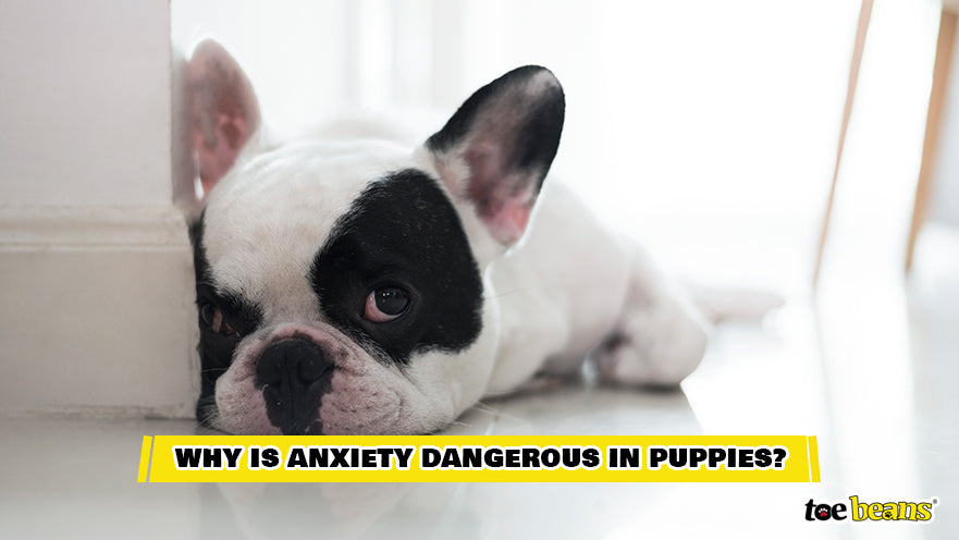 A Puppy With Anxiety Image by Toe Beans