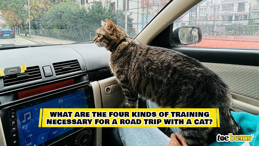 A Road Trip With a Cat Image by Toe Beans