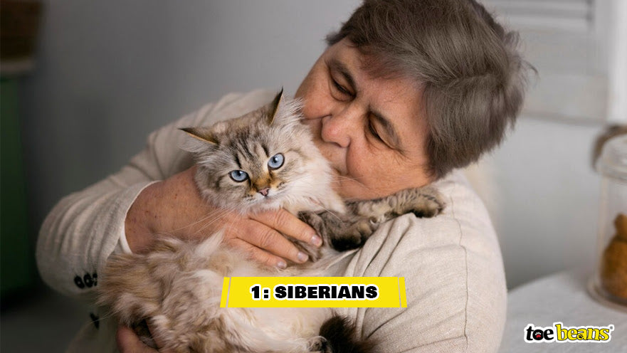 A Siberian Cat Image by Toe Beans