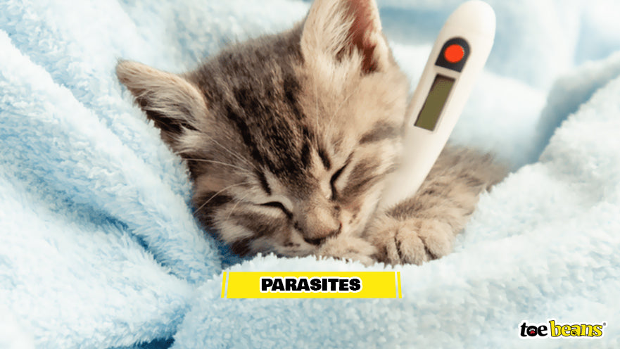 A Sick Kitten Image by Toe Beans