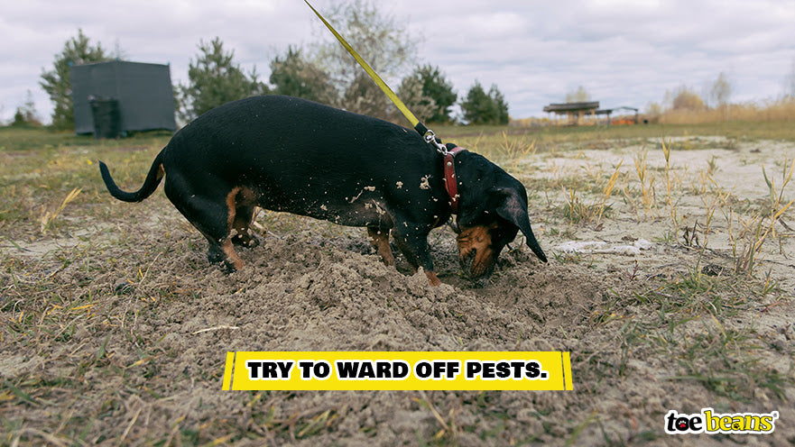 A Small Dog Digging Image by Toe Beans