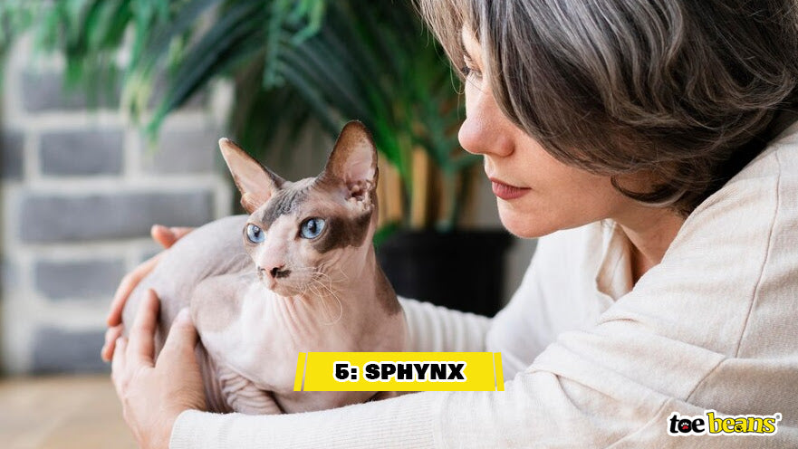 A Sphynx Cat Image by Toe Beans