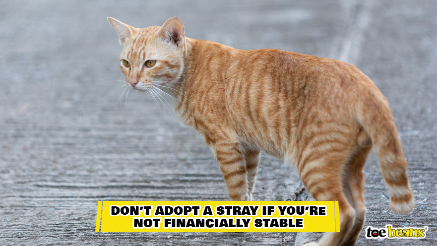 A Stray Cat on the Street Image by Toe Beans
