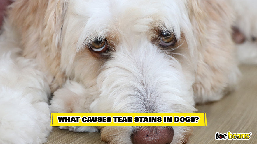 A Tear-Stained Dog Image by Toe Beans