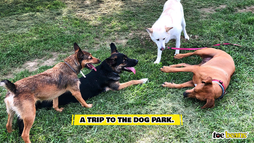 A Trip to the Dog Park Image by Toe Beans