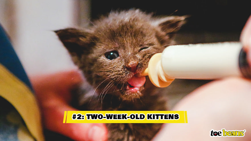 A Two Week Old Kitten Image by Toe Beans
