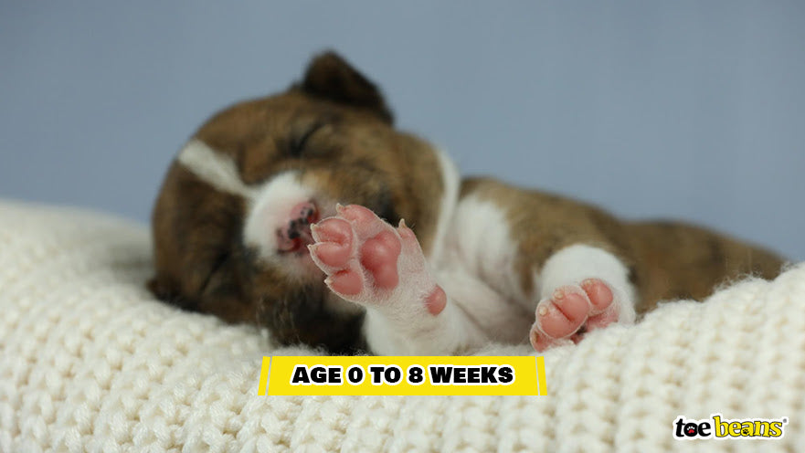 A Very Young Puppy Image by Toe Beans