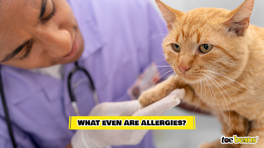 A Vet Testing a Cat For Allergies Image by Toe Beans