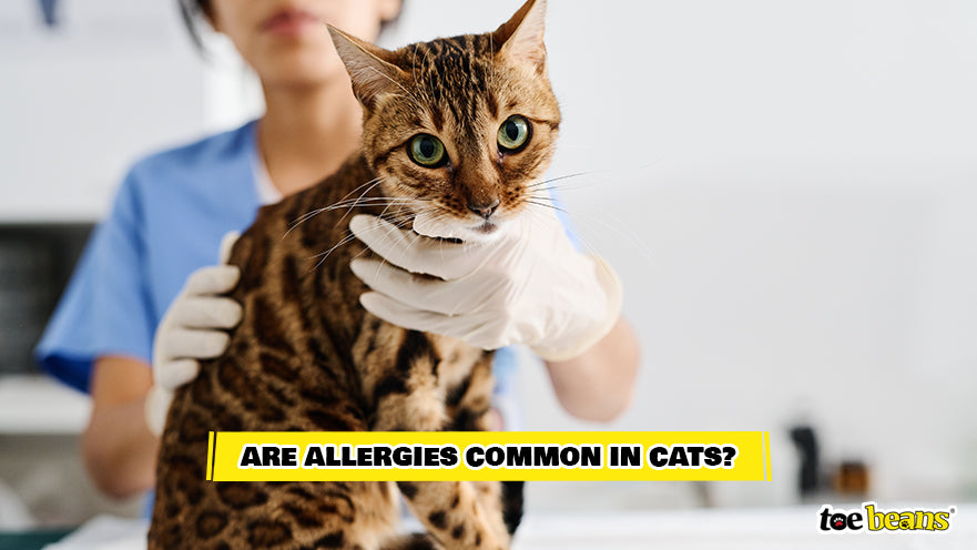 A Vet Treating Cat Allergies Image by Toe Beans