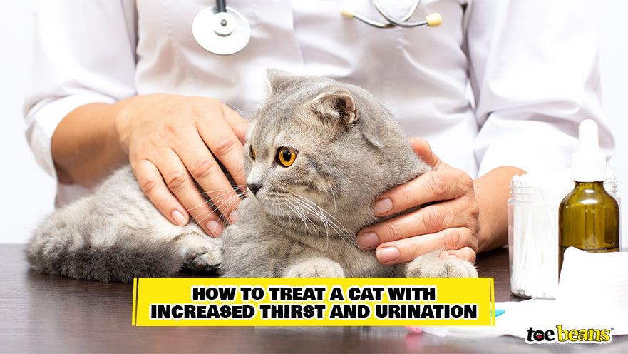A Vet Treating a Cat Image by Toe Beans