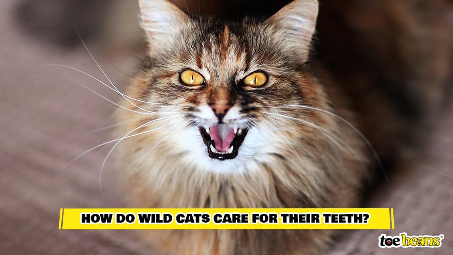 A Wild Cat Image by Toe Beans