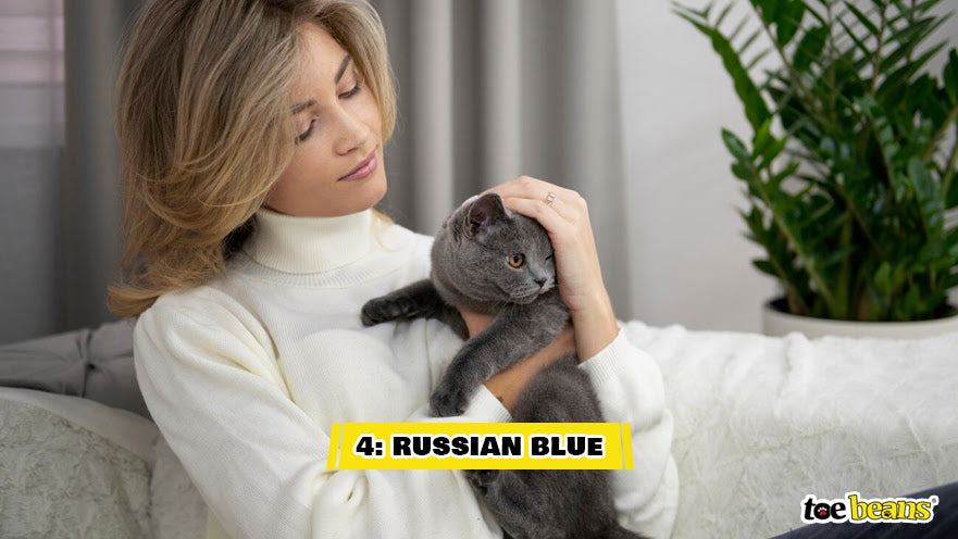 A Woman Holding a Russian Blue Cat Image by Toe Beans