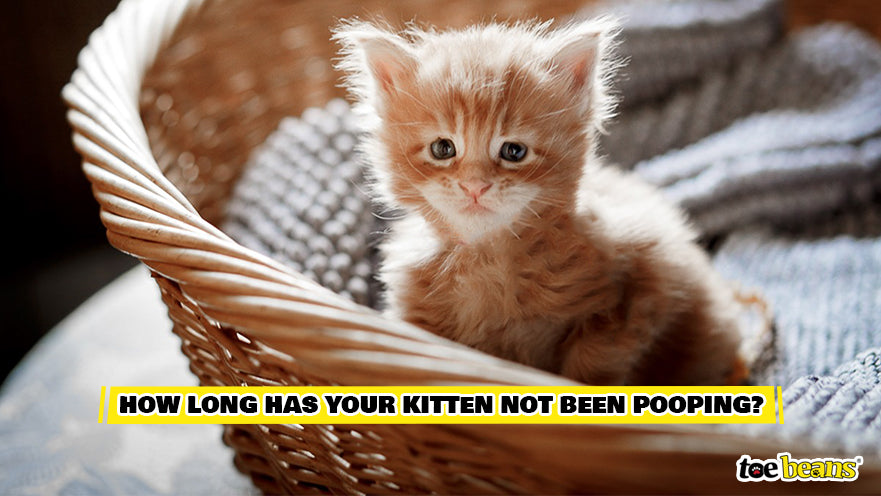 A Young Kitten Image by Toe Beans