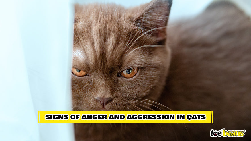 An Angry Cat Image by Toe Beans