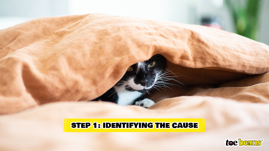 An Angry Cat Hiding Image by Toe Beans