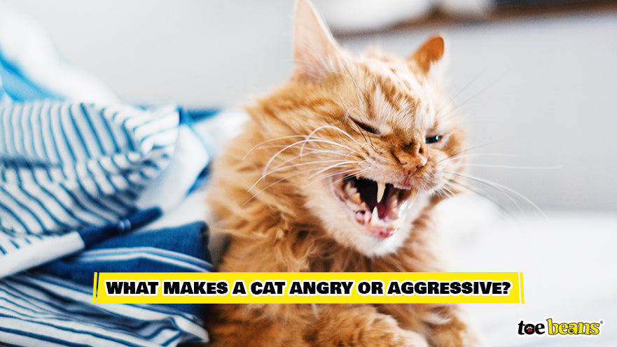 An Angry and Aggressive Cat Image by Toe Beans