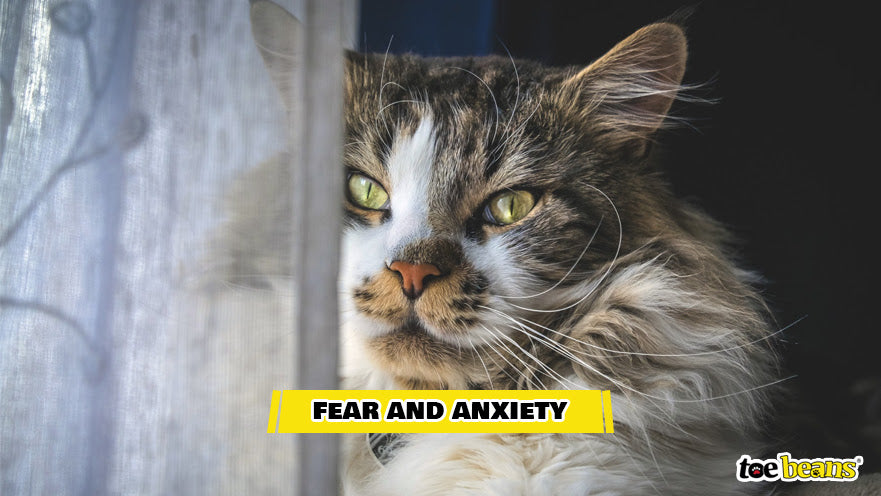 An Anxious Cat Image by Toe Beans