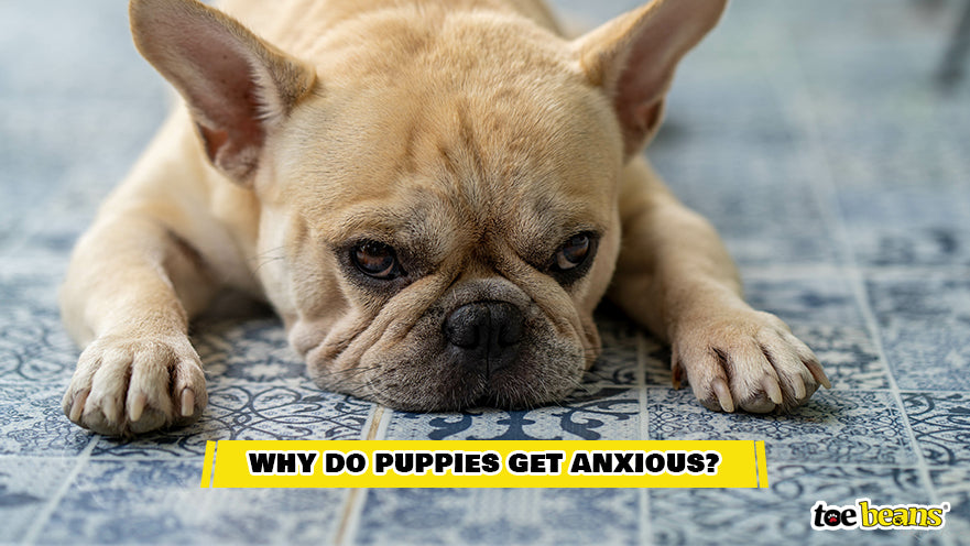 An Anxious Puppy Image by toe beans