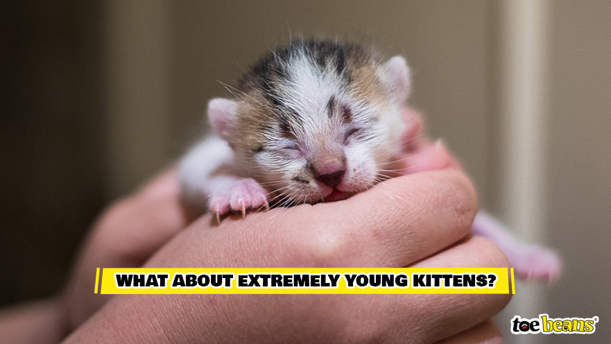 An Extremely Young Kitten Image by Toe Beans