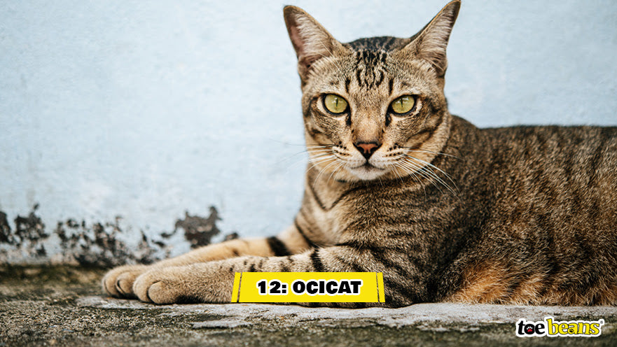 An Ocicat Image by Toe Beans