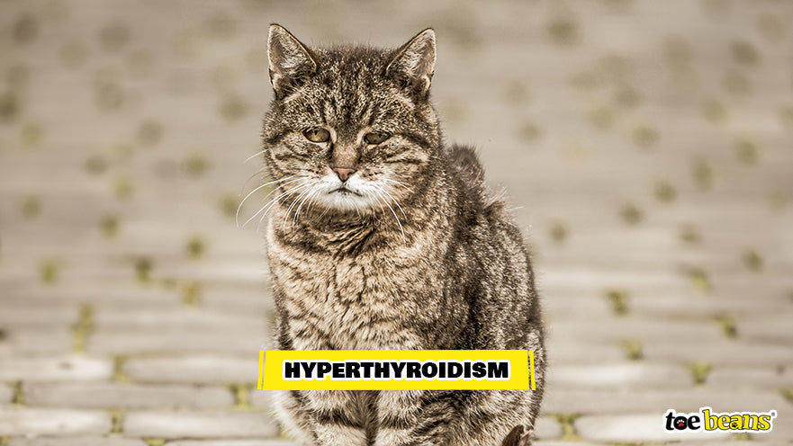 An Older Cat With Hyperthyroidism Image by Toe Beans
